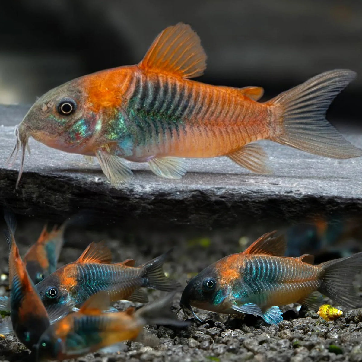 Orange Venezuela Cory Corydoras