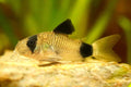 Panda Cory Corydoras