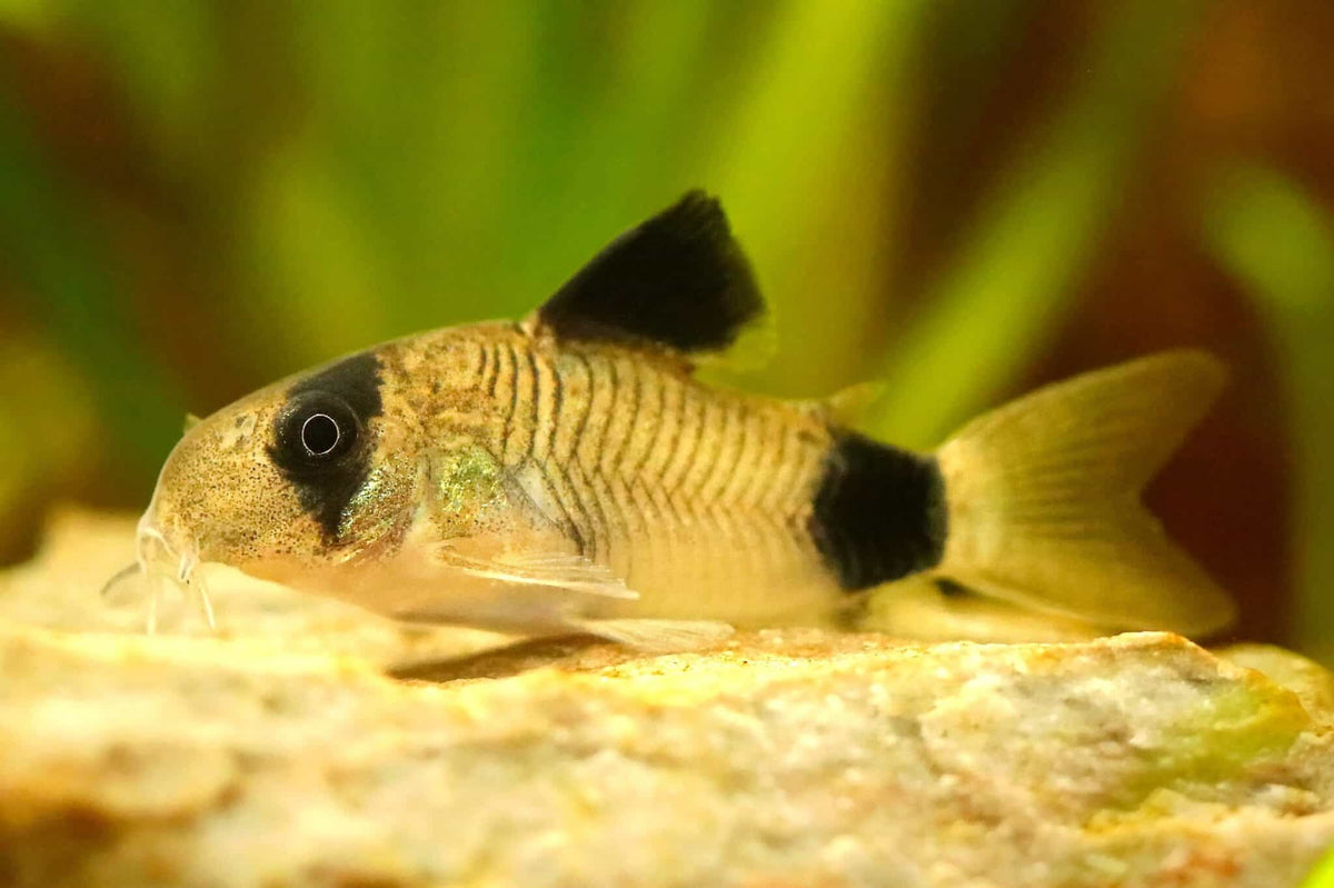 Panda Cory Corydoras