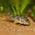 Pepper Cory Corydoras