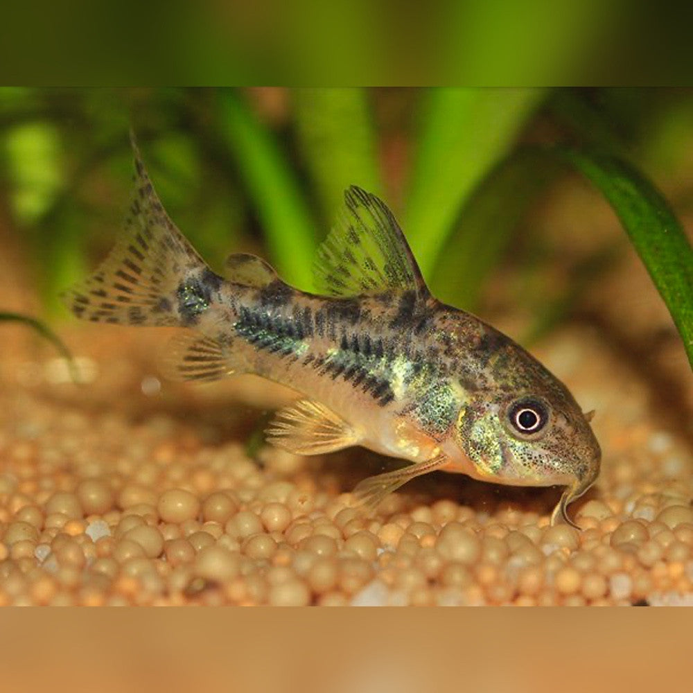 Pepper Cory Corydoras