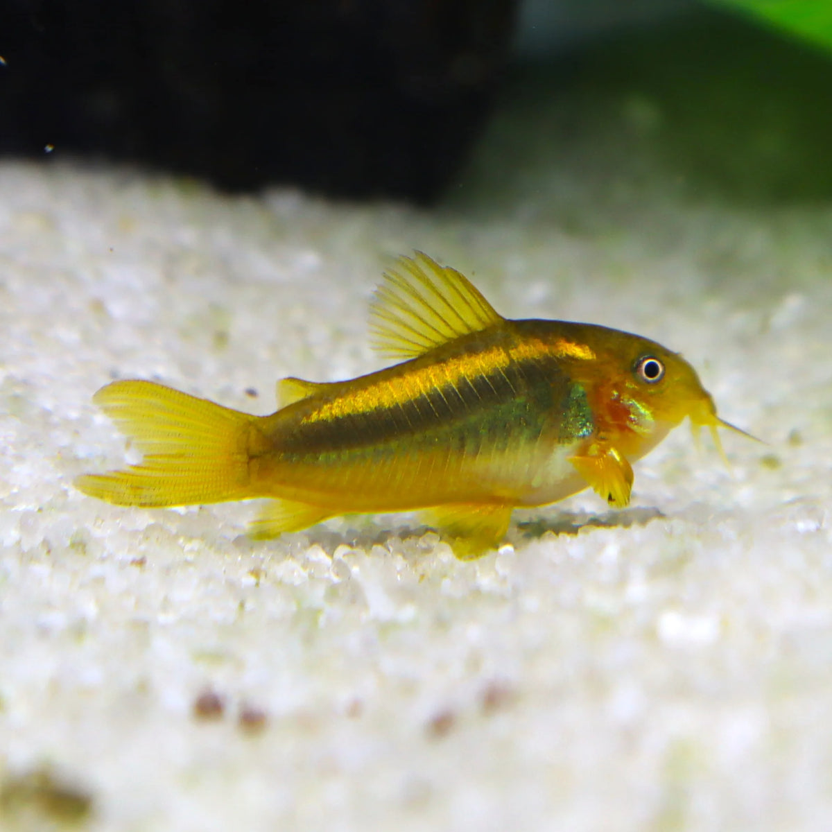 Peru Gold Cory Corydoras