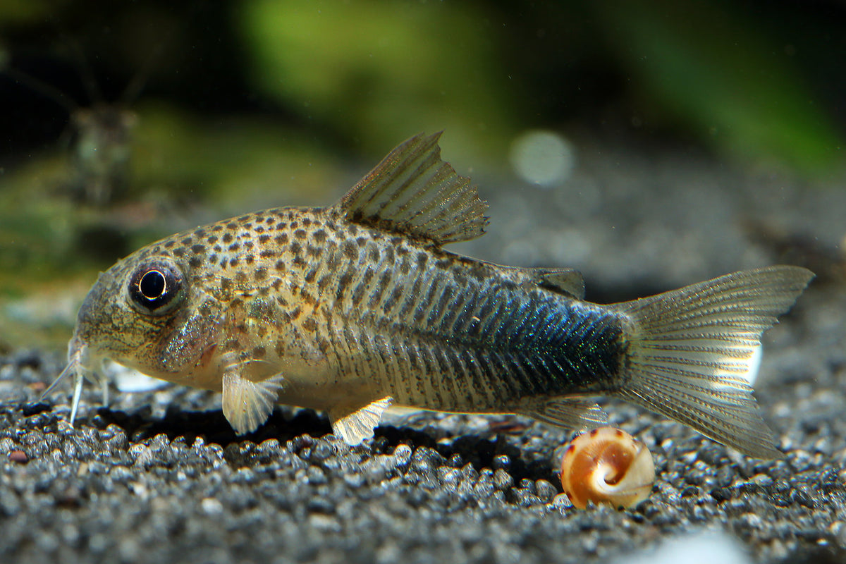 Similis Cory Corydoras