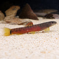 Crimson Loach [ 1.3 to 1.5 inches ]
