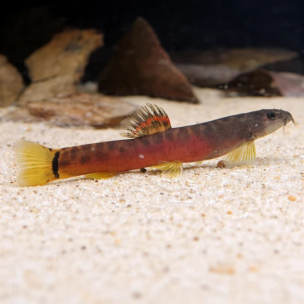Crimson Loach [ 1.3 to 1.5 inches ]