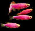 Neon Danio Danio