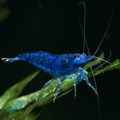 Dream Blue Shrimps