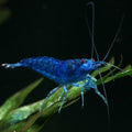 Dream Blue Shrimps