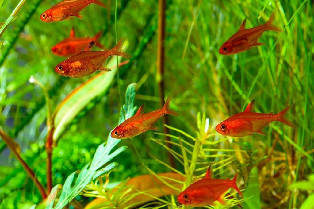 Ember Tetra (IMP)
