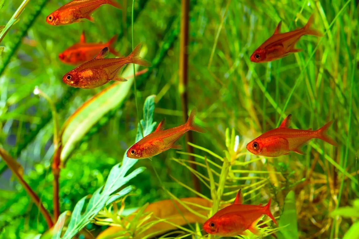 Ember Tetra (IMP)