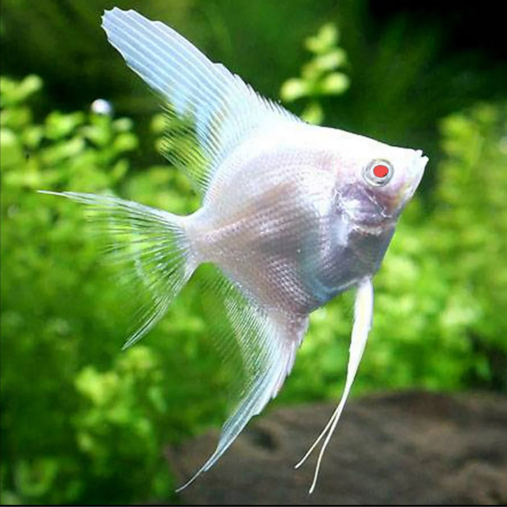 Albino Platinum