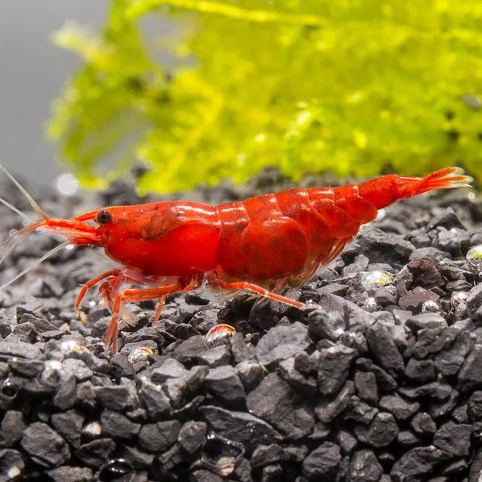 Red Shrimp