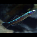 Blue Neon Goby Goby