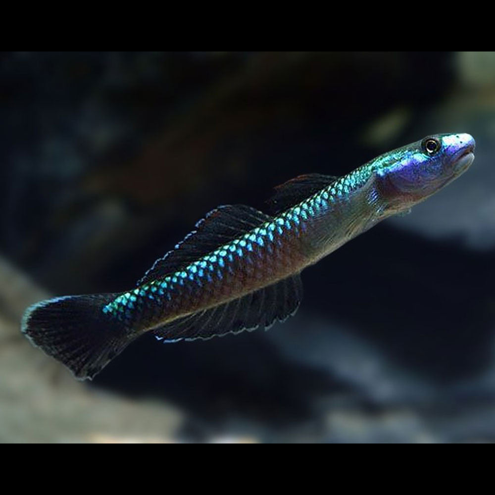 Blue Neon Goby Goby