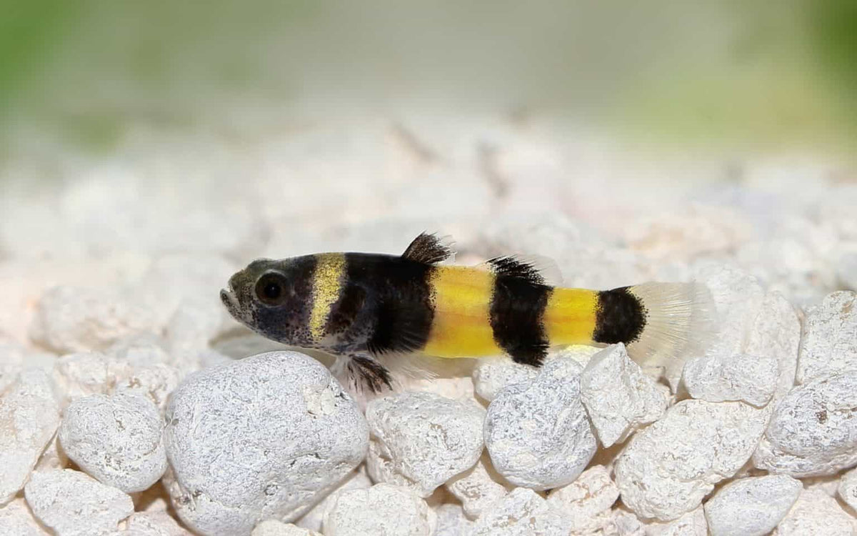 Mini Bumble Bee Goby Goby