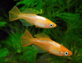 Golden Rice Fish