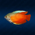 Dwarf Red Gourami Gourami