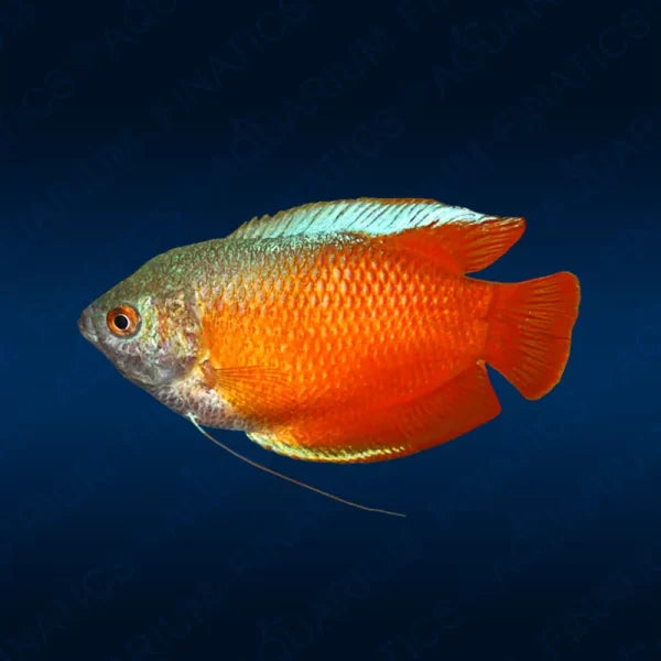 Dwarf Red Gourami Gourami