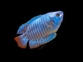 Neon Blue Gourami Gourami