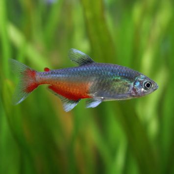 Rathbuni Tetra