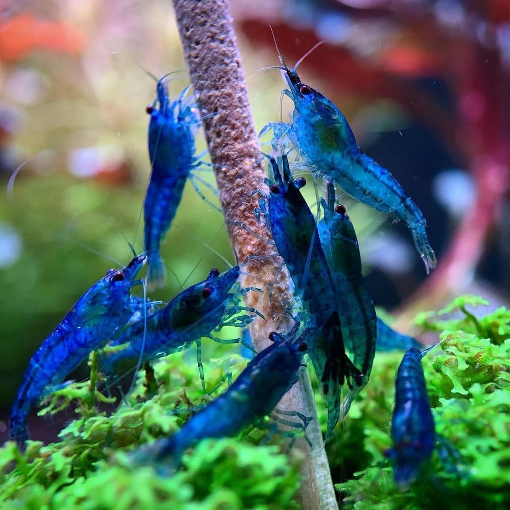 Dream Blue Shrimps