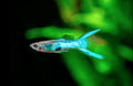 Blue Endler [ male ]