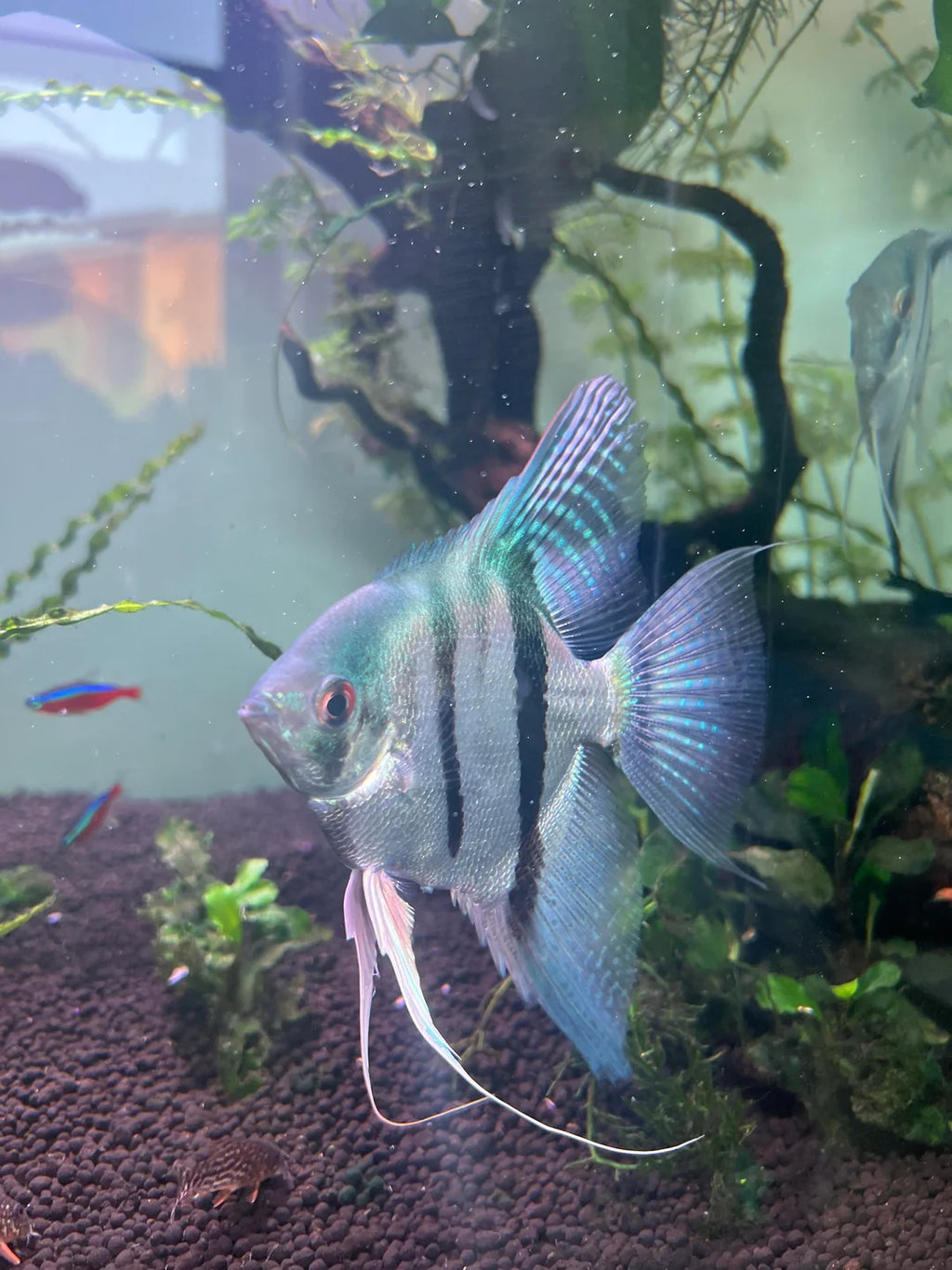 Philippine Blue Angel (Juvenile)