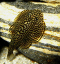 Hill Stream Loach