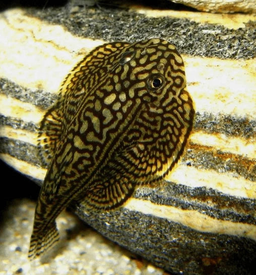 Hill Stream Loach