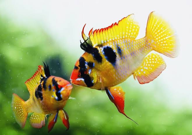 Papiliochromis Rams