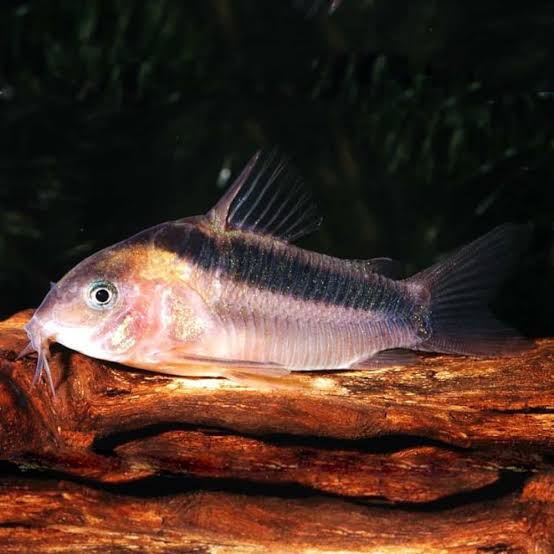 Rabauti Cory