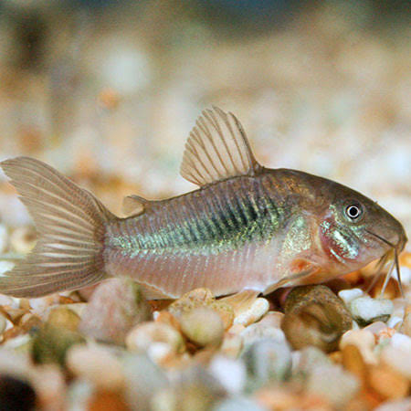 Green Cory / Bronz Cory
