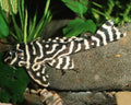 L333 King Tiger Pleco [ 3 cm to 4 cm ]