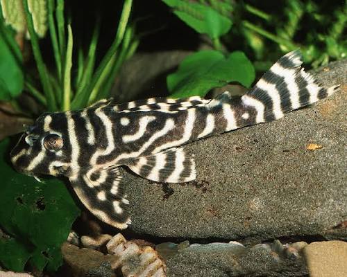 L333 King Tiger Pleco [ 3 cm to 4 cm ]