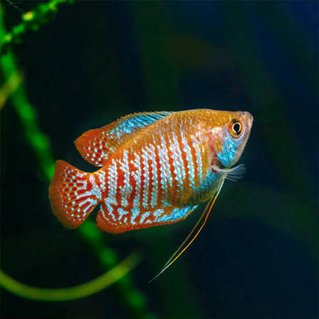 Red Dwarf Gourami