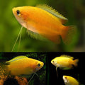 Golden honey gourami