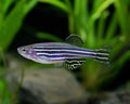 Zebra Danio