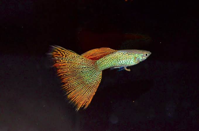 Red Snake Skin Guppy