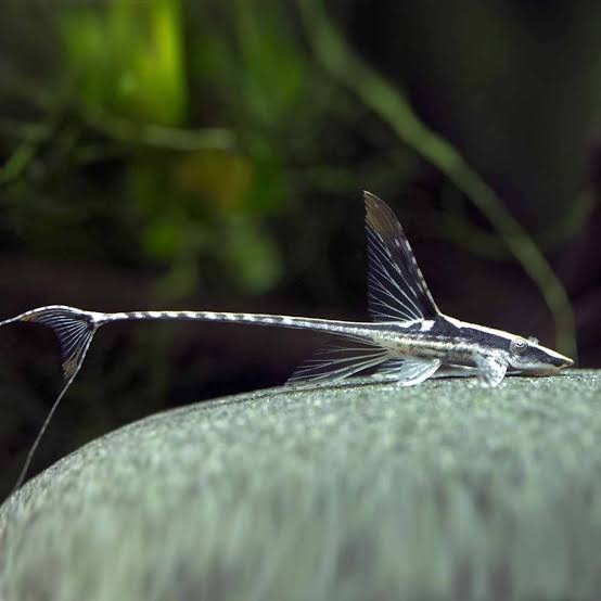 Royal Whiptail