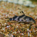 Decorus Catfish
