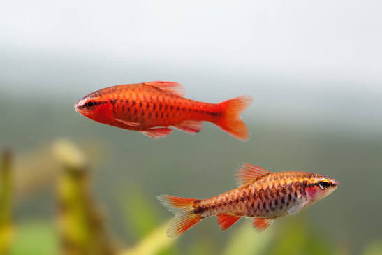 Cherry Barb