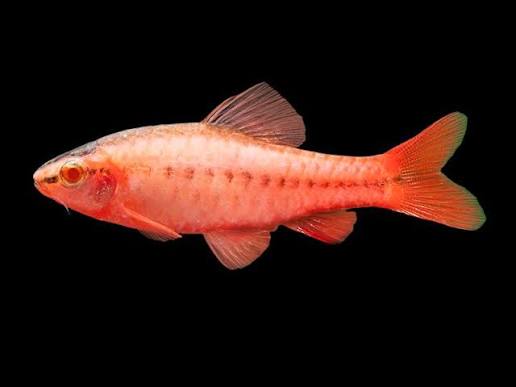 Albio Cherry Barb