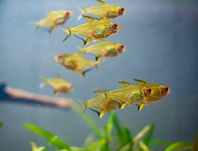 Lemon Tetra