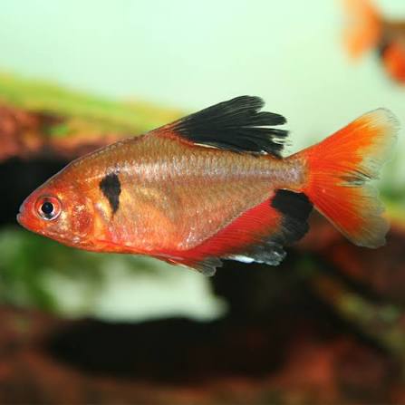 Surfi Tetra