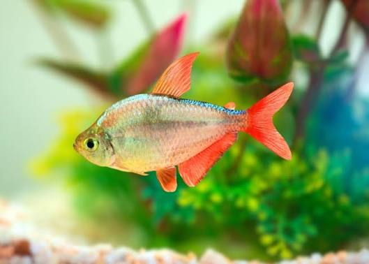 Columbian Tetra