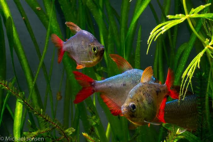 Columbian Tetra