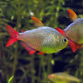 Columbian Tetra