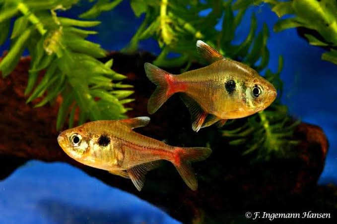 Yellow Phantom Tetra