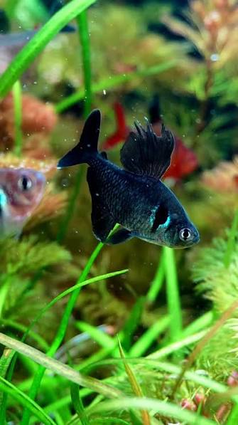 Black Phantom Tetra