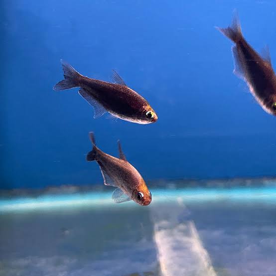 Black Palmeri Tetra